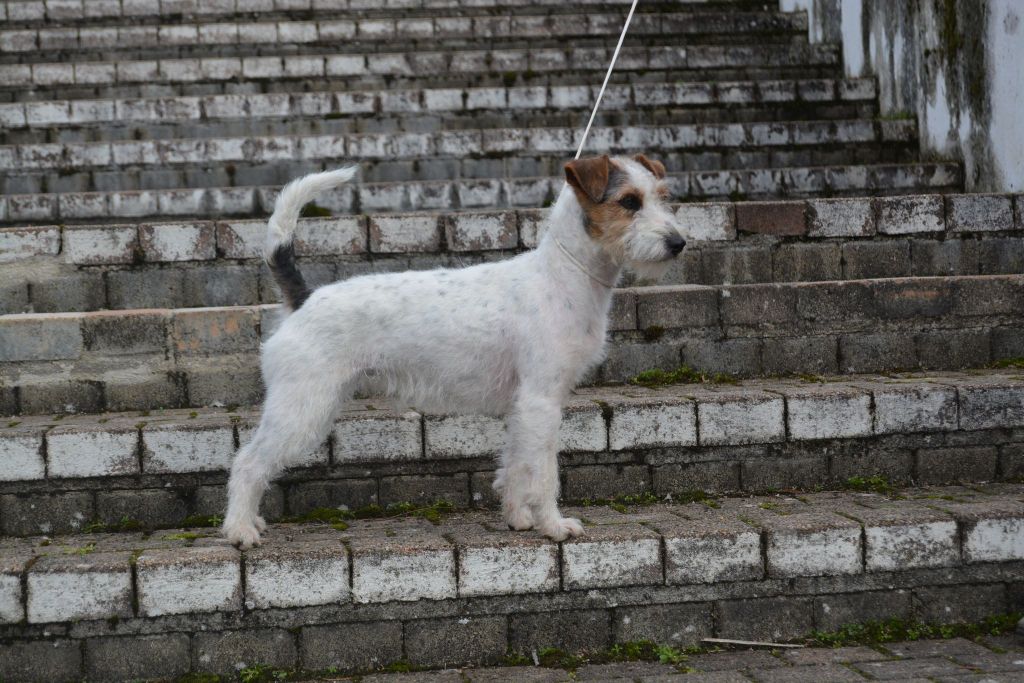 Roxy des Légendes de Tina