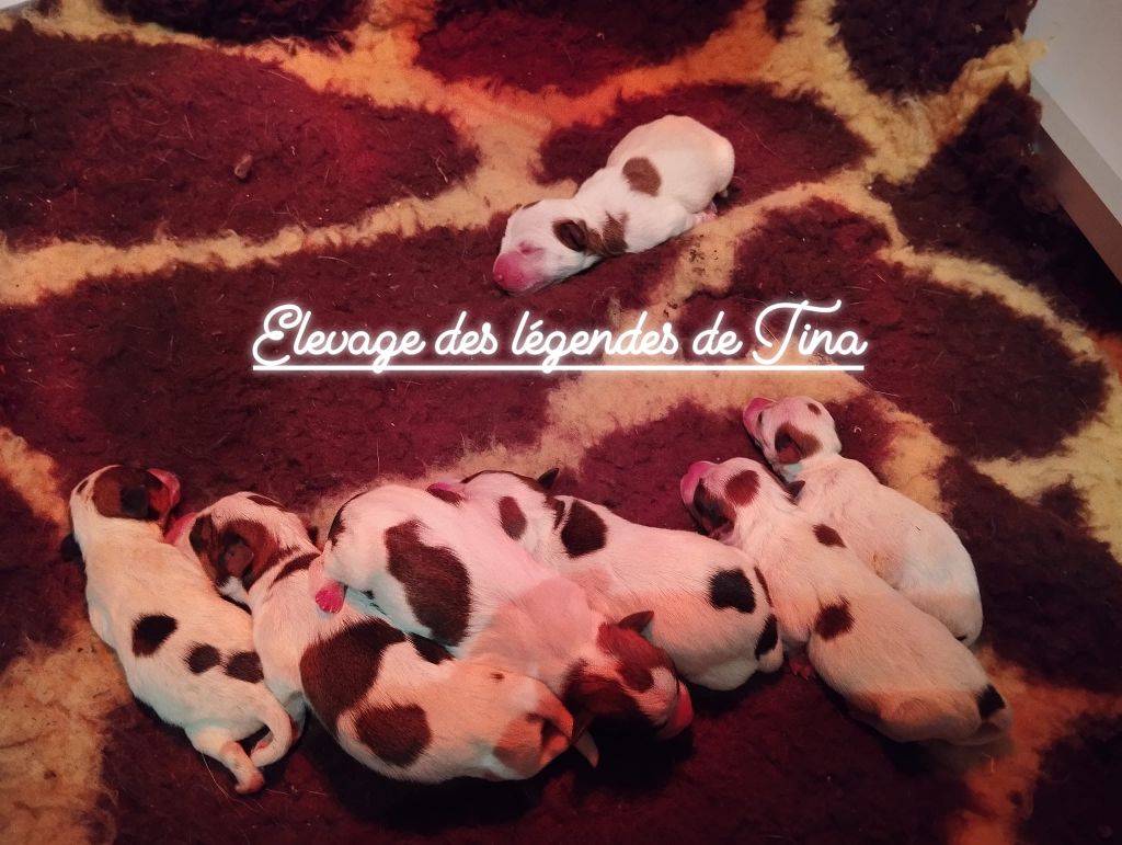 chiot Jack Russell Terrier des Légendes de Tina