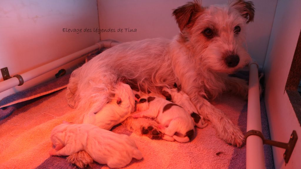 des Légendes de Tina - Jack Russell Terrier - Portée née le 30/04/2020