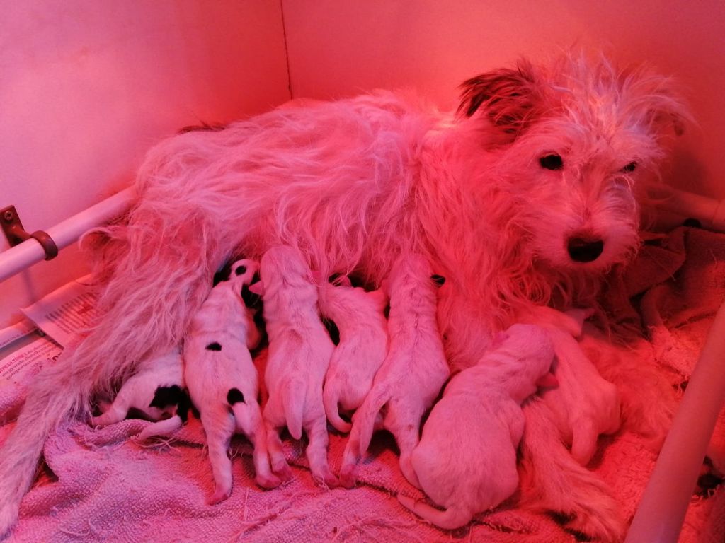 des Légendes de Tina - Jack Russell Terrier - Portée née le 29/08/2020