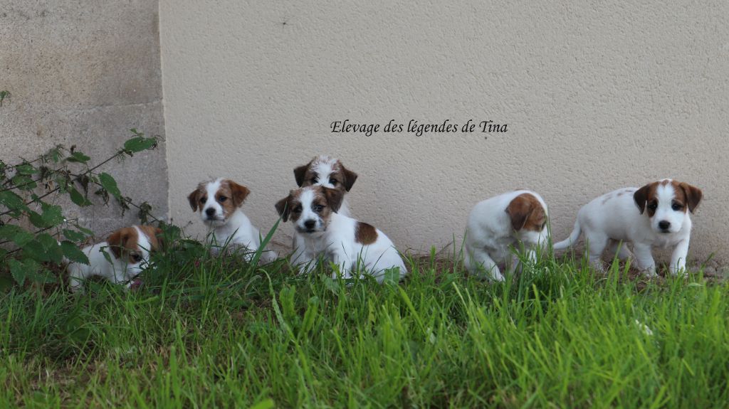 chiot Jack Russell Terrier des Légendes de Tina