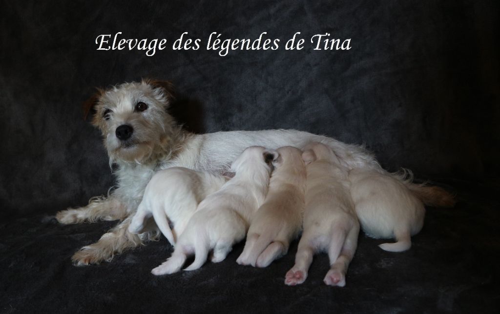 des Légendes de Tina - Jack Russell Terrier - Portée née le 30/06/2021