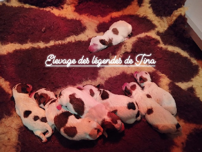 des Légendes de Tina - Jack Russell Terrier - Portée née le 27/02/2024