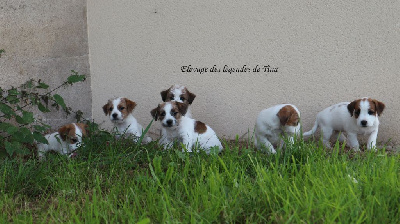 des Légendes de Tina - Jack Russell Terrier - Portée née le 16/08/2023