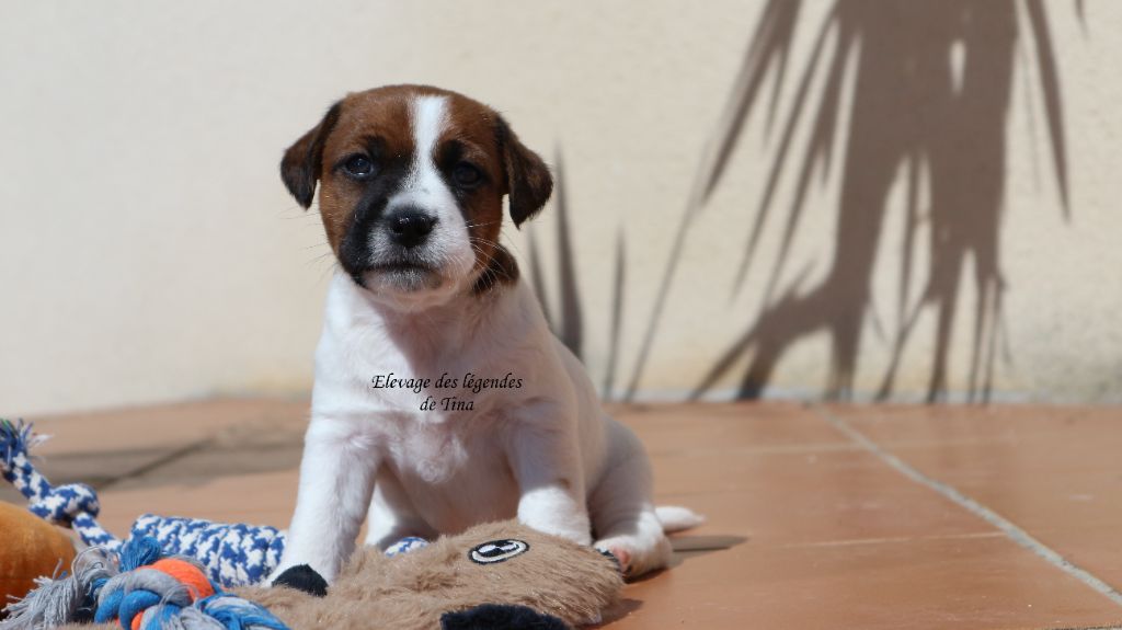 des Légendes de Tina - Chiots disponibles - Jack Russell Terrier