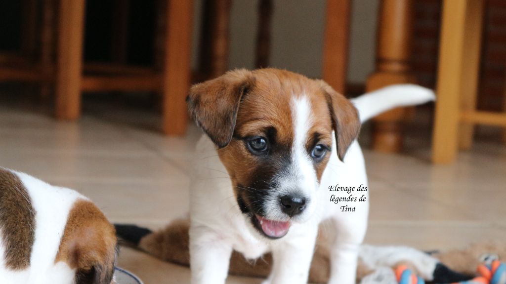 des Légendes de Tina - Chiots disponibles - Jack Russell Terrier