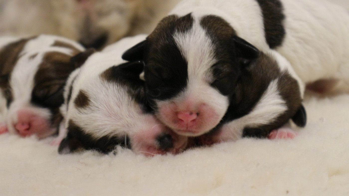 Chiot Jack Russell Terrier des Légendes de Tina