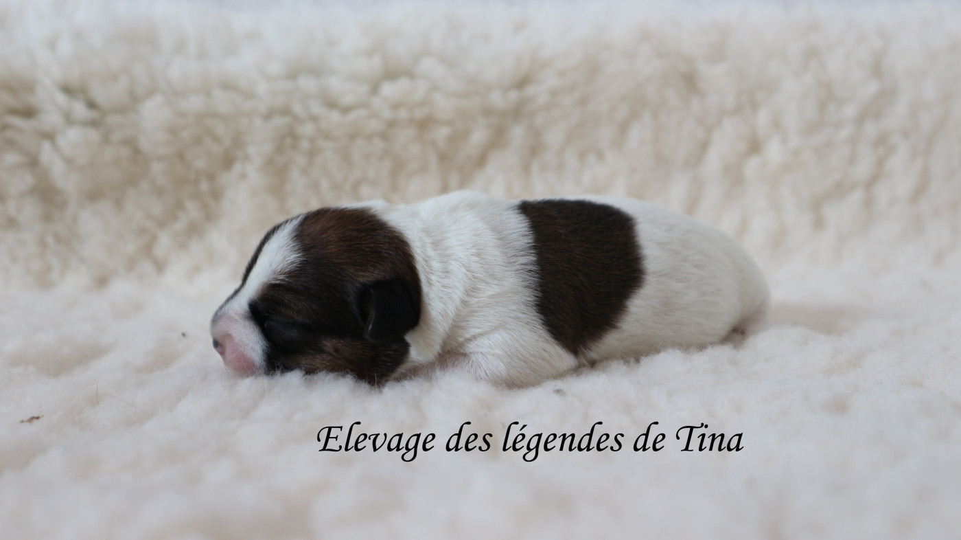 des Légendes de Tina - Chiots disponibles - Jack Russell Terrier