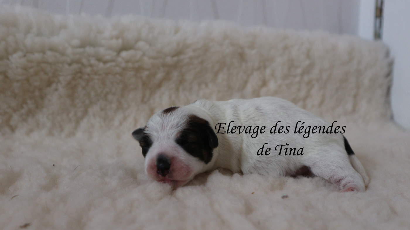 des Légendes de Tina - Chiots disponibles - Jack Russell Terrier