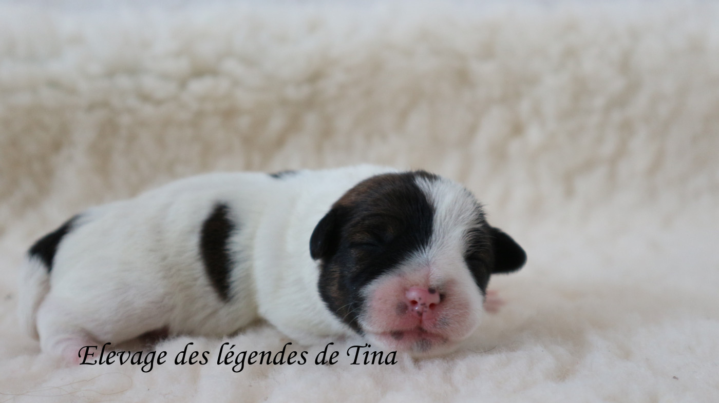 des Légendes de Tina - Chiots disponibles - Jack Russell Terrier