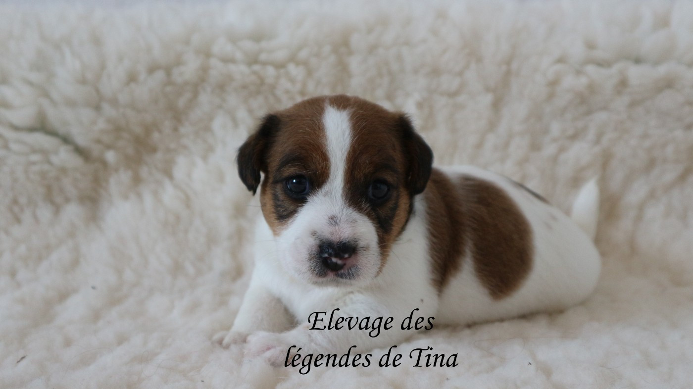 des Légendes de Tina - Chiots disponibles - Jack Russell Terrier