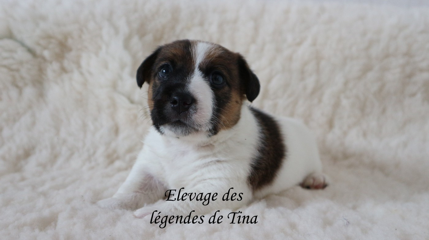 des Légendes de Tina - Chiots disponibles - Jack Russell Terrier