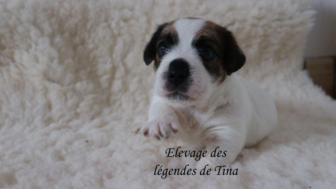 des Légendes de Tina - Chiots disponibles - Jack Russell Terrier