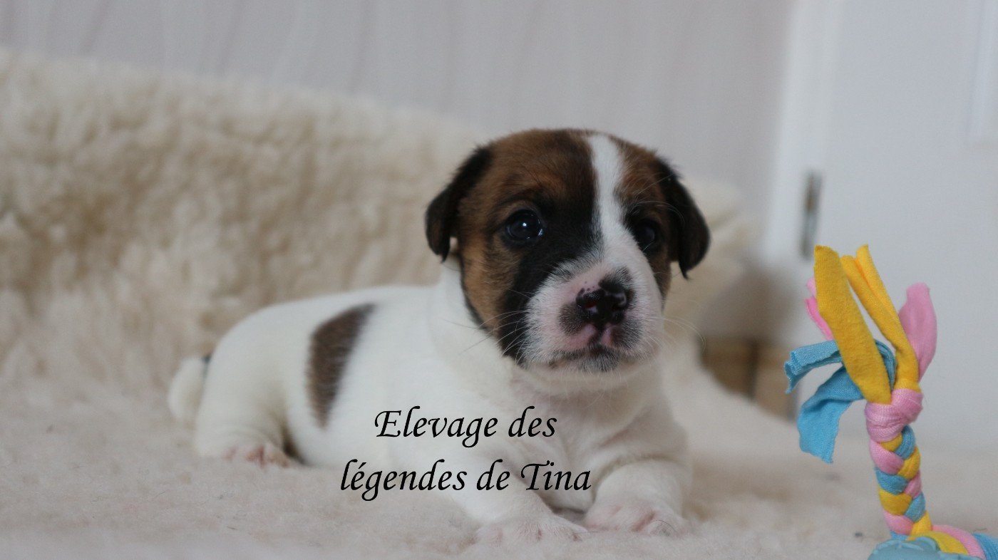 des Légendes de Tina - Chiots disponibles - Jack Russell Terrier