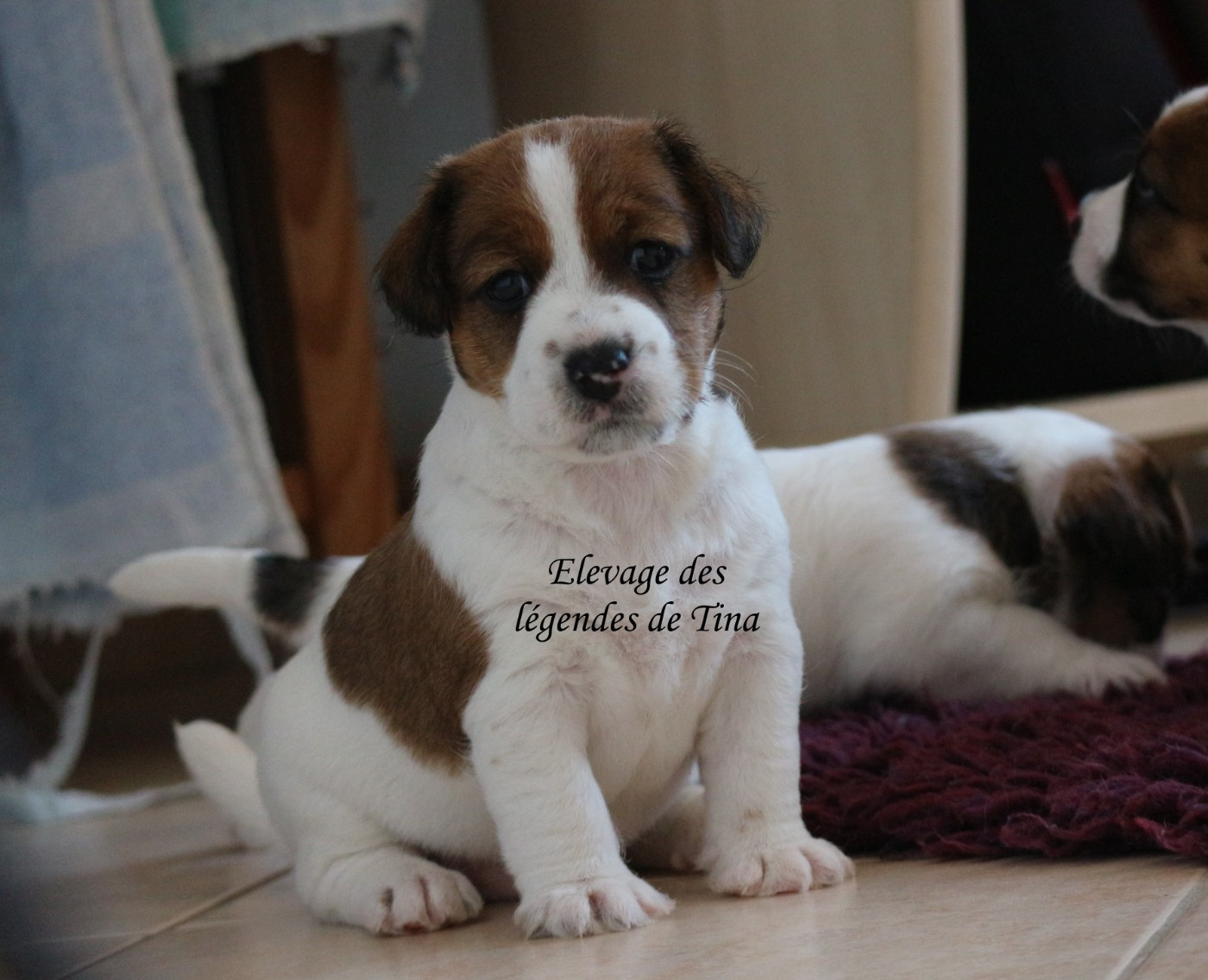 des Légendes de Tina - Chiots disponibles - Jack Russell Terrier
