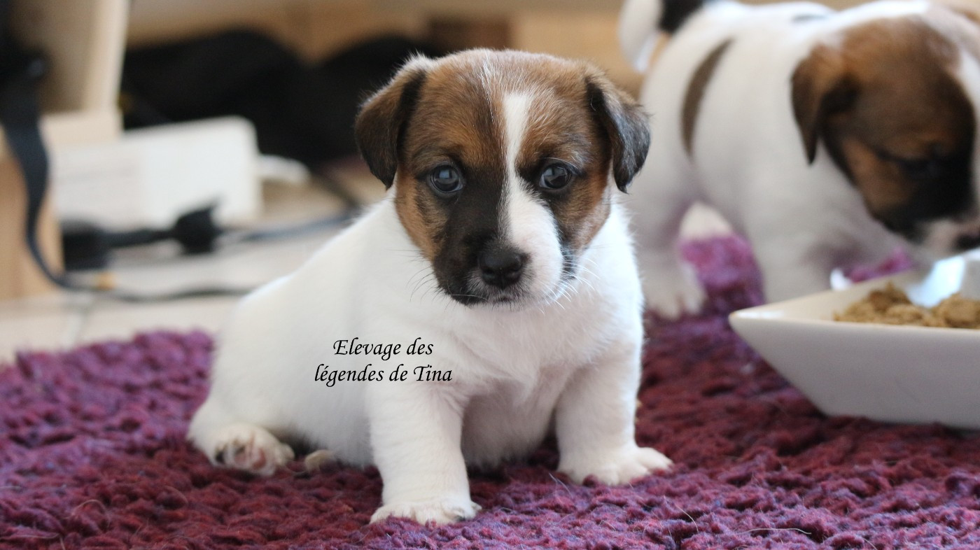 des Légendes de Tina - Chiots disponibles - Jack Russell Terrier