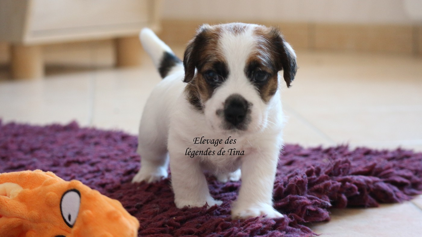 des Légendes de Tina - Chiots disponibles - Jack Russell Terrier