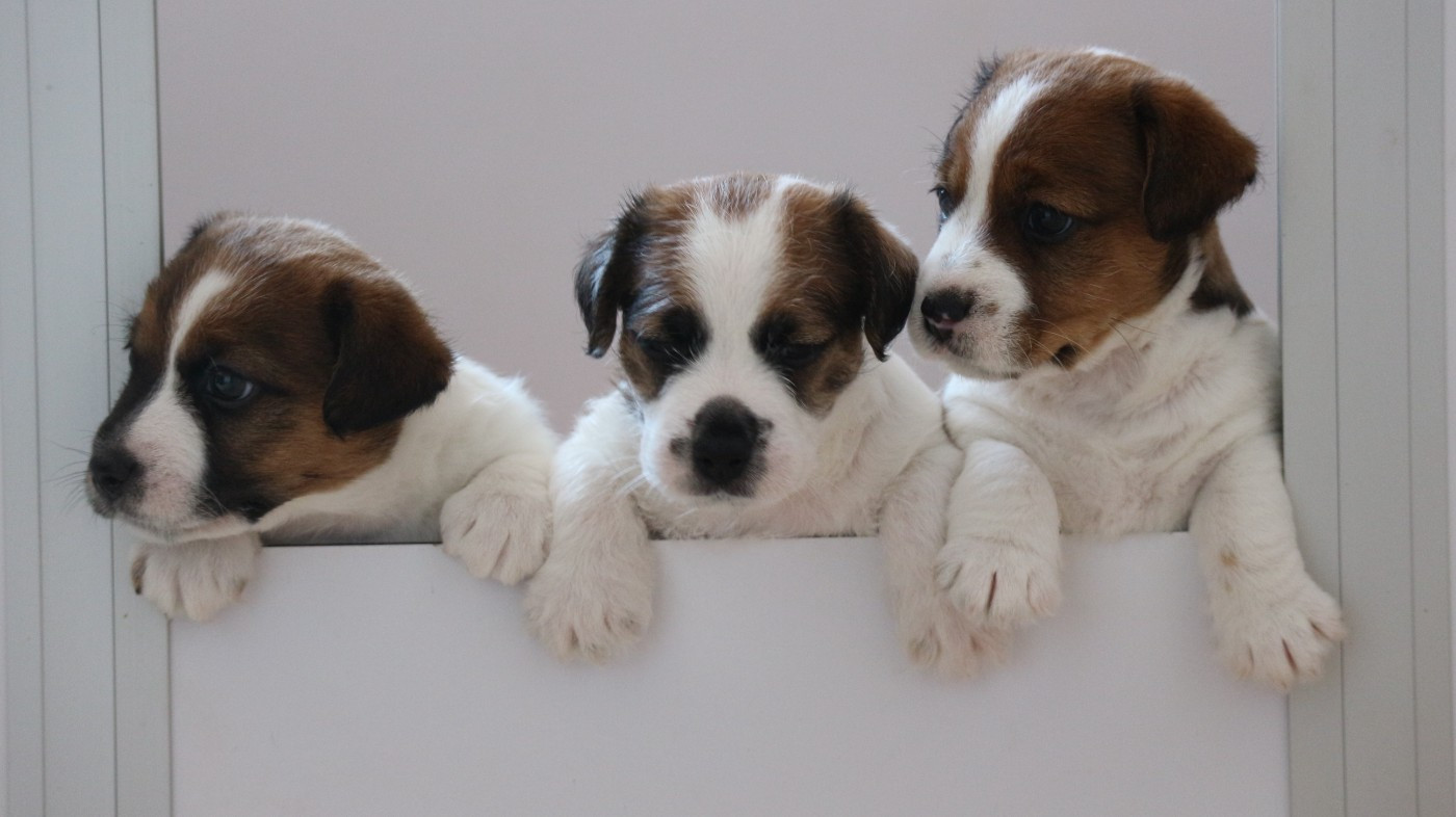 Chiot Jack Russell Terrier des Légendes de Tina