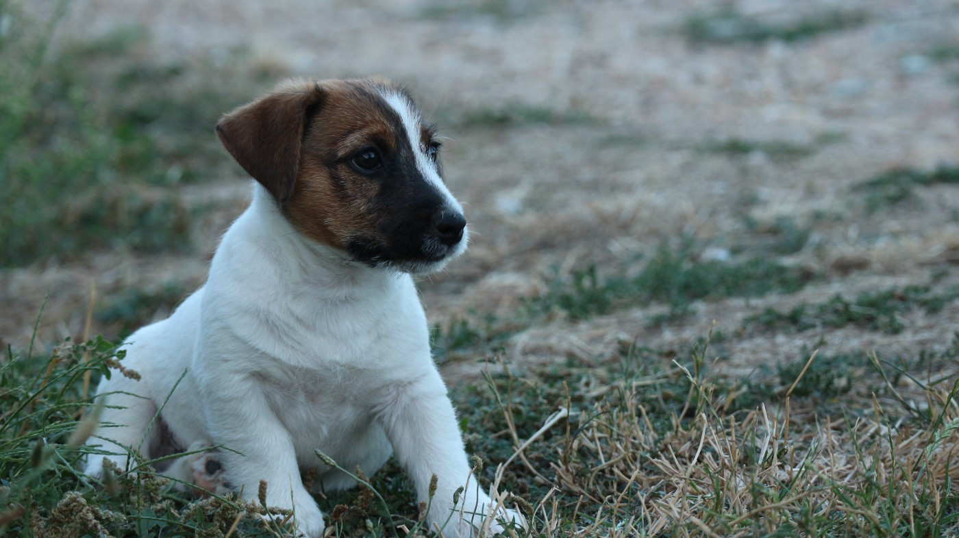 des Légendes de Tina - Chiots disponibles - Jack Russell Terrier