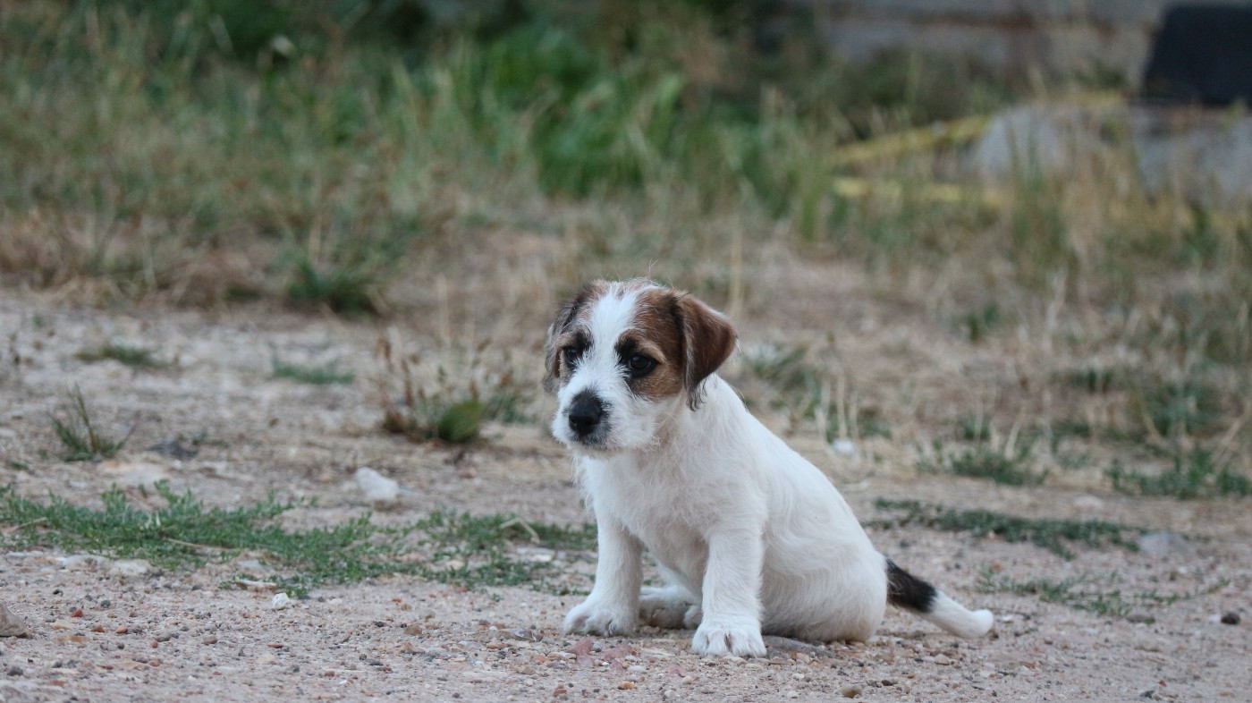 des Légendes de Tina - Chiots disponibles - Jack Russell Terrier