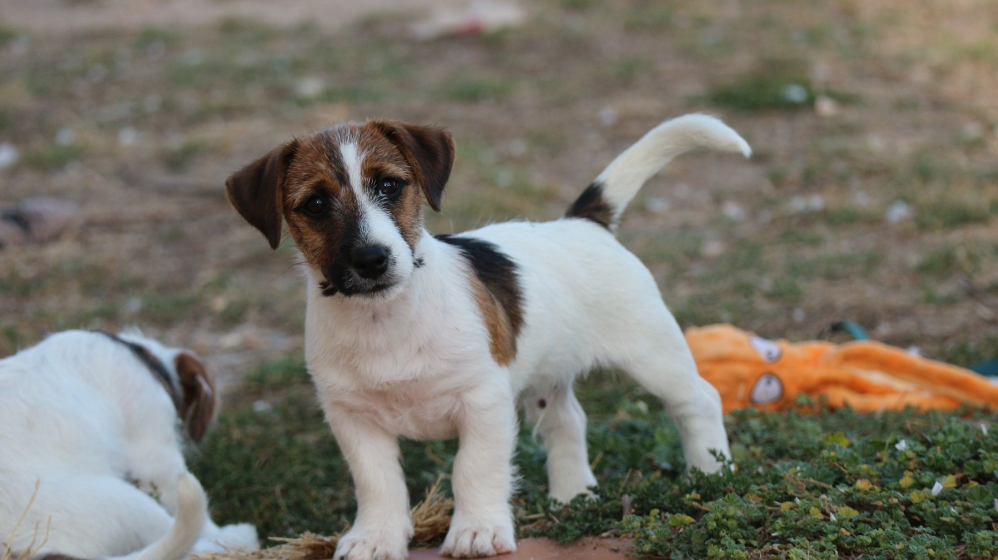 des Légendes de Tina - Chiots disponibles - Jack Russell Terrier