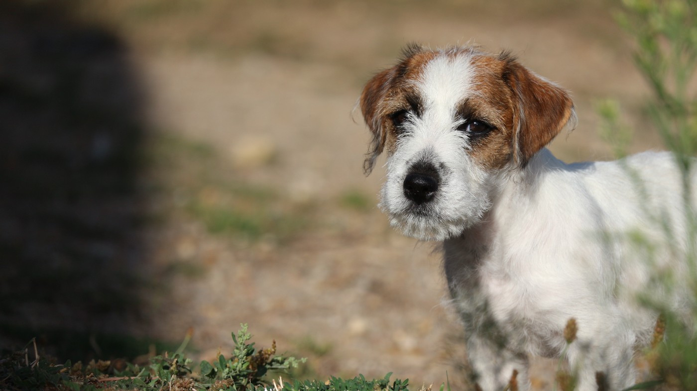 des Légendes de Tina - Chiots disponibles - Jack Russell Terrier