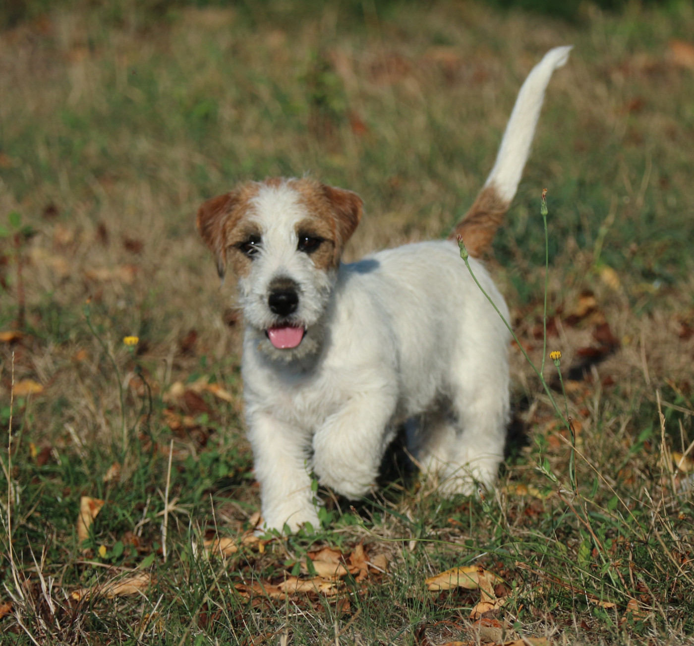 des Légendes de Tina - Chiots disponibles - Jack Russell Terrier
