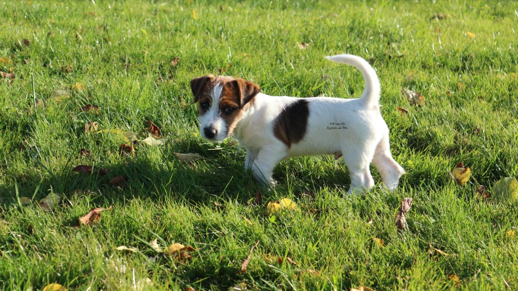 des Légendes de Tina - Chiots disponibles - Jack Russell Terrier