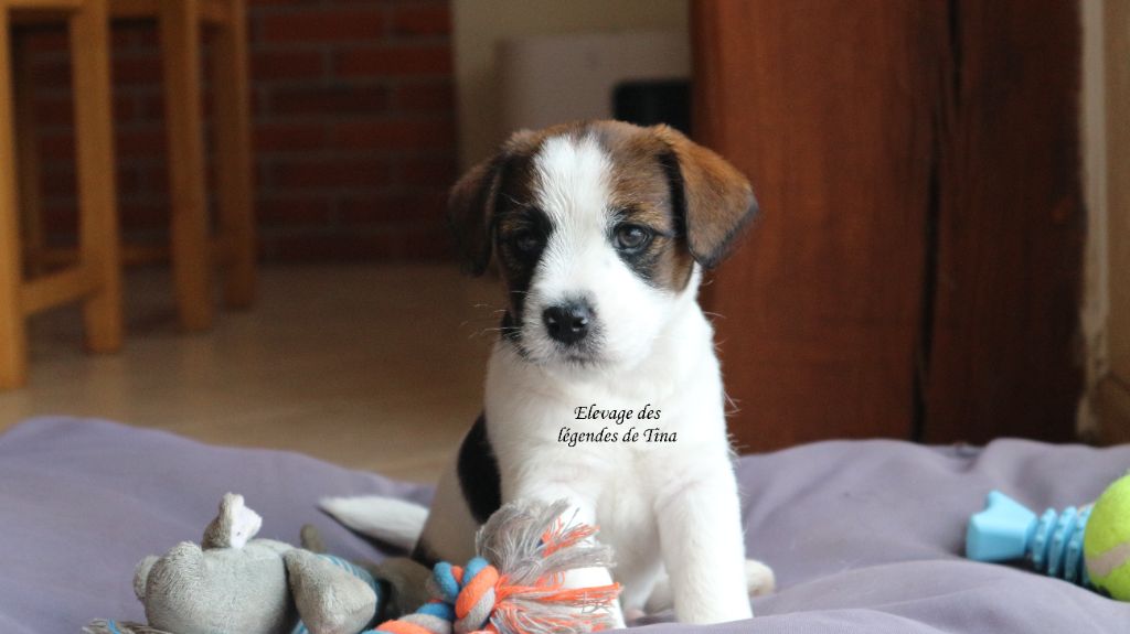 des Légendes de Tina - Chiots disponibles - Jack Russell Terrier