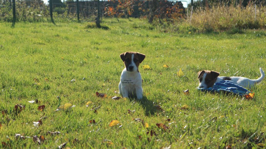 des Légendes de Tina - Chiots disponibles - Jack Russell Terrier