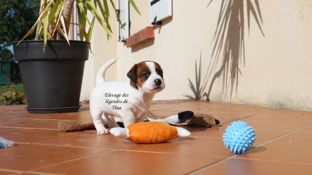 des Légendes de Tina - Chiots disponibles - Jack Russell Terrier