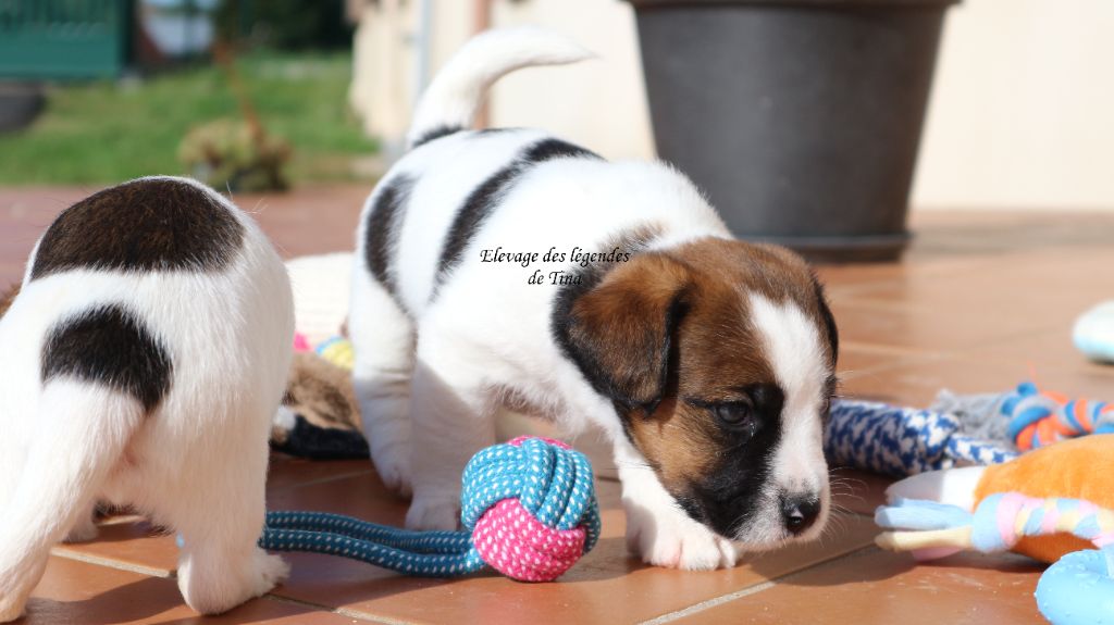 des Légendes de Tina - Chiots disponibles - Jack Russell Terrier
