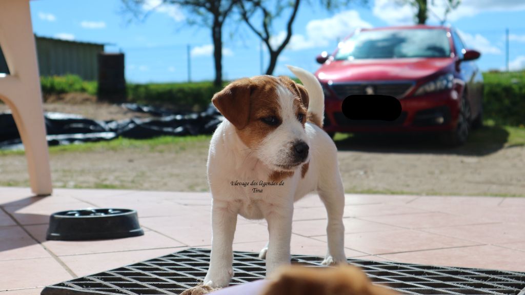 des Légendes de Tina - Jack Russell Terrier - Portée née le 22/02/2025