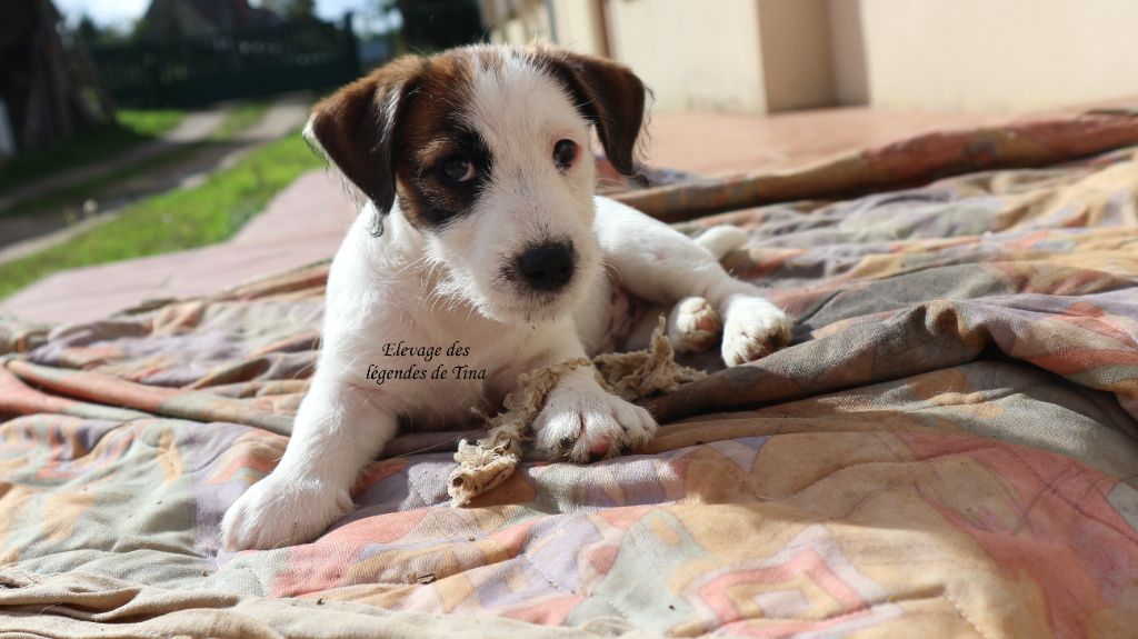 des Légendes de Tina - Jack Russell Terrier - Portée née le 03/08/2025