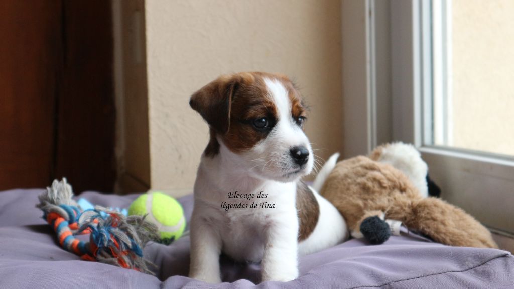 des Légendes de Tina - Chiots disponibles - Jack Russell Terrier